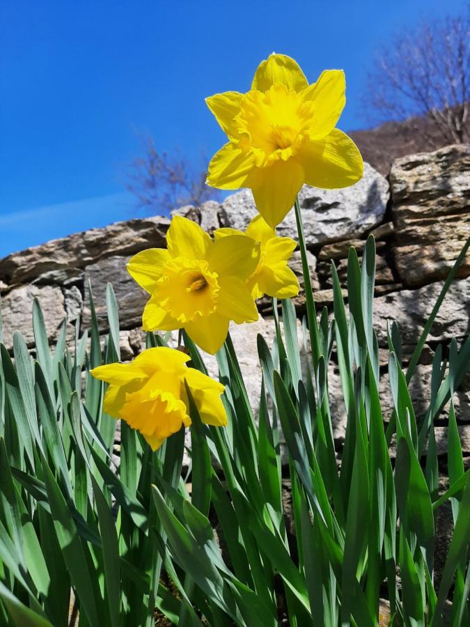 Agriturismo Zertin Gravedona Eksteriør billede